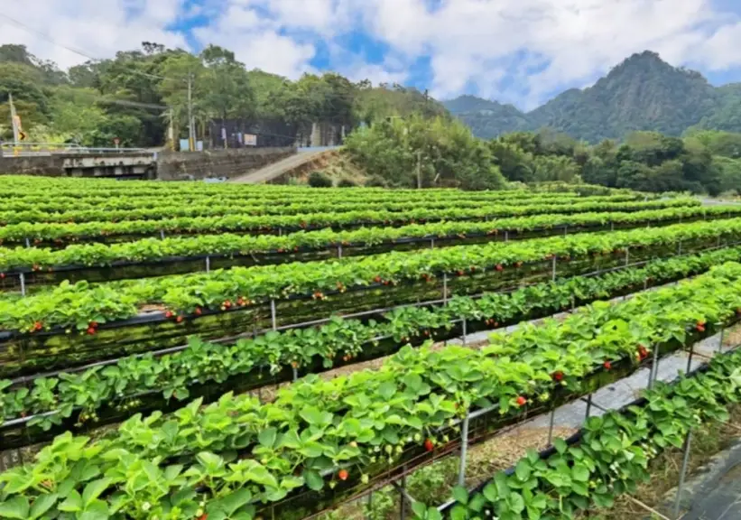 大湖草莓季 大湖草莓季