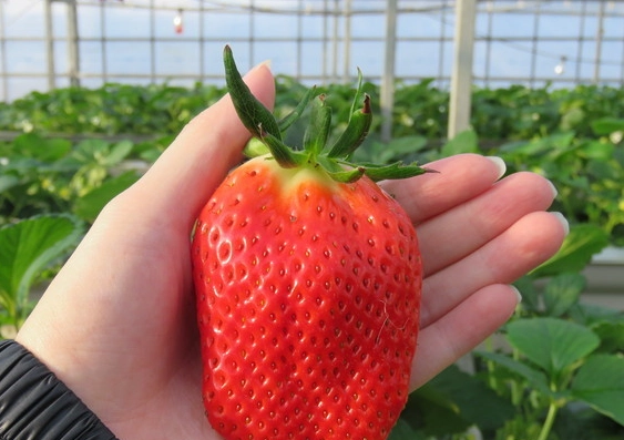 大湖草莓季 大湖草莓季