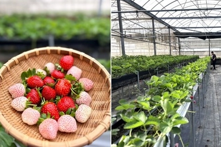 桃園草莓季 桃園草莓季