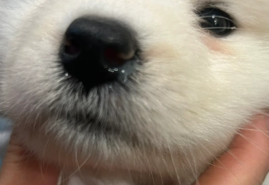 狗狗感冒看醫生 狗狗感冒看醫生