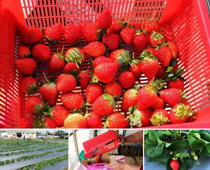 桃園草莓園 桃園草莓園