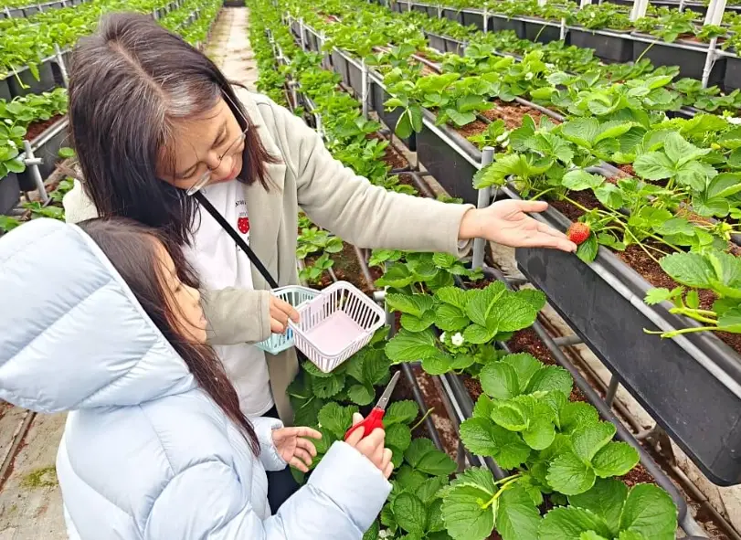 桃園草莓季 桃園草莓季