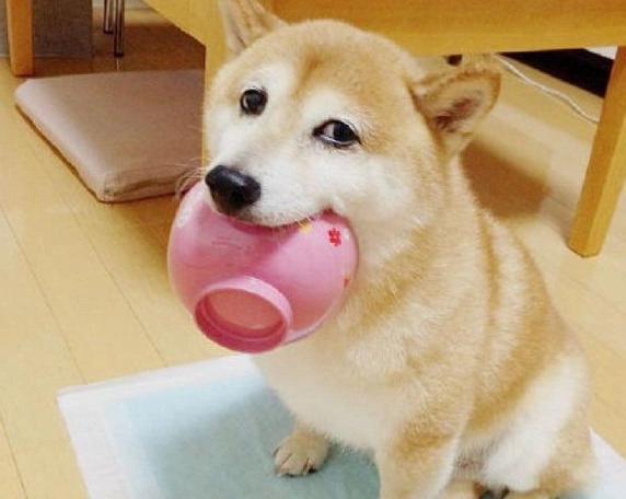 狗狗 青豆仁 狗狗 青豆仁