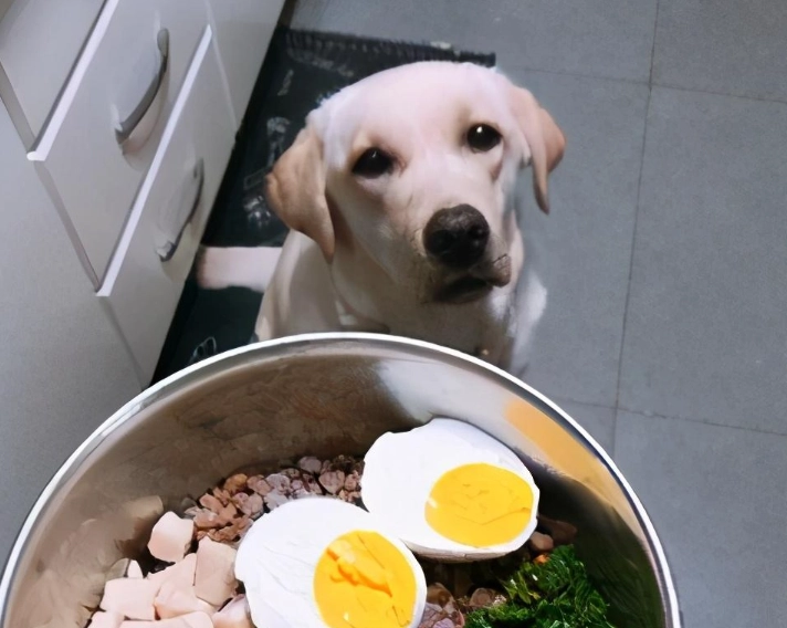 狗狗可以吃青豆仁嗎？獸醫解答安全餵食法與常見誤區