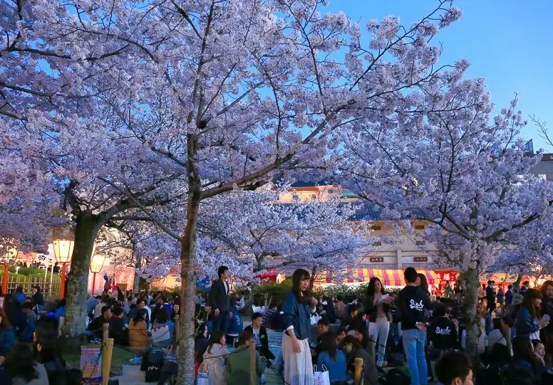 圓山公園賞花 圓山公園賞花