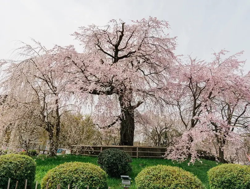 圓山公園賞花 圓山公園賞花