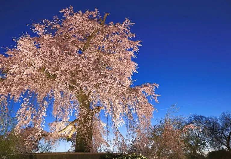 圓山公園櫻花賞花指南：避開人潮的實用秘訣