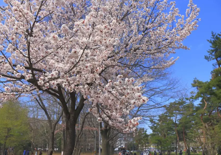 圓山公園賞花 圓山公園賞花
