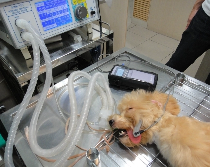 狗狗結紮壞處 狗狗結紮壞處