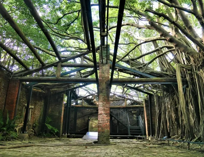 樹屋 樹屋