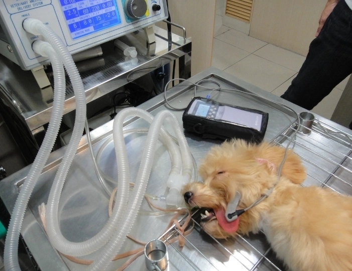 結紮後狗飼料推薦 結紮後狗飼料推薦