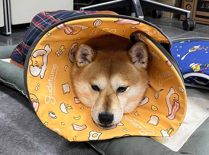 狗狗結紮後飲食
