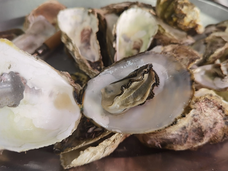 梧棲漁港海鮮推薦 梧棲漁港海鮮推薦