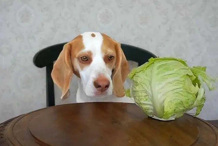 狗狗 吃 蘆筍 狗狗 吃 蘆筍