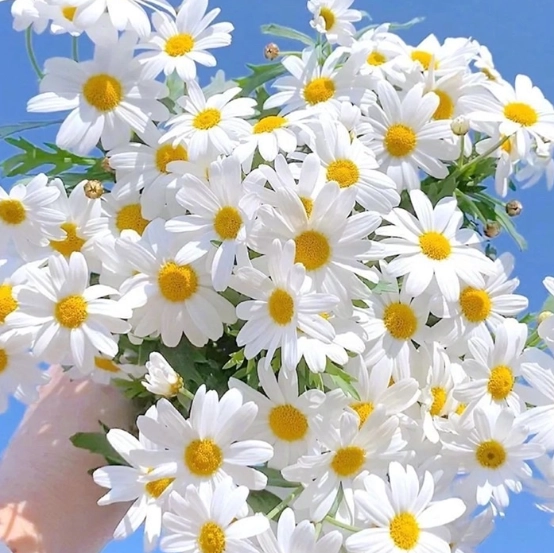 小雛菊 種植 小雛菊 種植