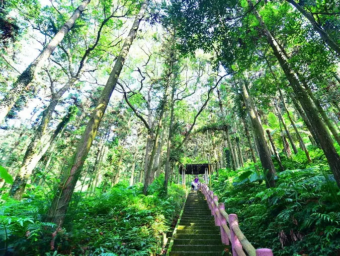 鳴鳳古道難度 鳴鳳古道難度
