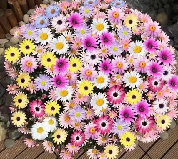 小雛菊拍照景點