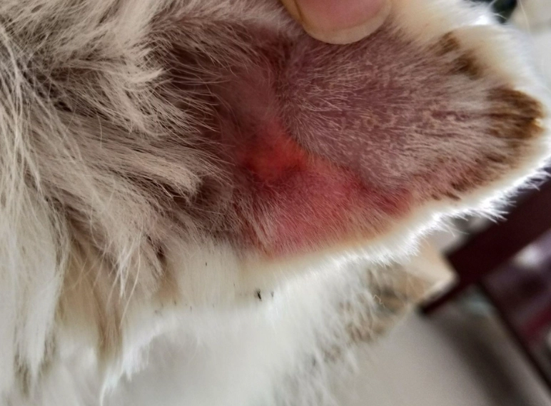 狗狗耳血腫怎麼辦 狗狗耳血腫怎麼辦