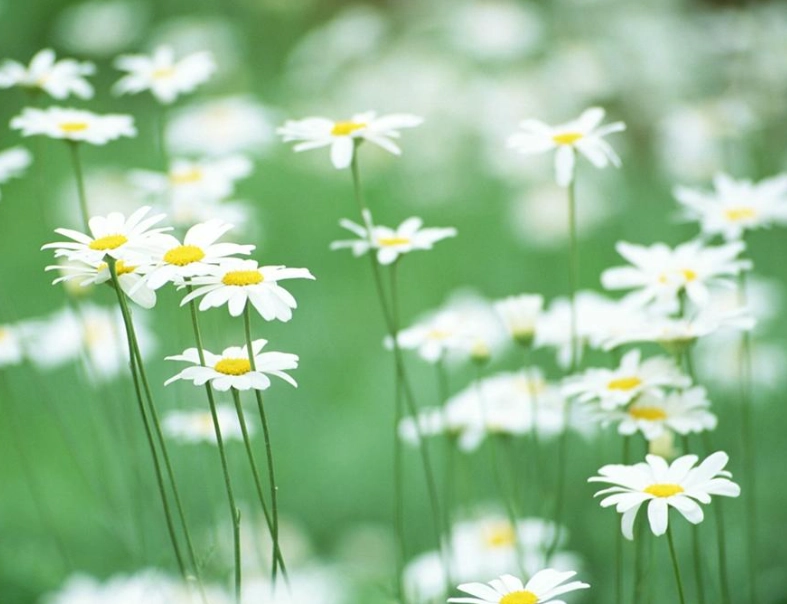 小雛菊花期全攻略：賞花地點、拍照技巧與花期預測一次掌握