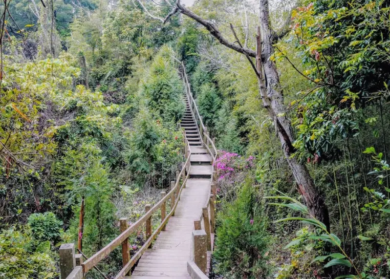 台中狗狗爬山 台中狗狗爬山