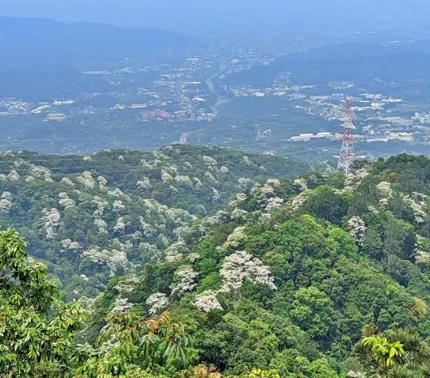 三峽登山步道 三峽登山步道