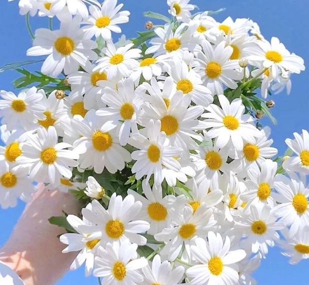 小雛菊花季時間