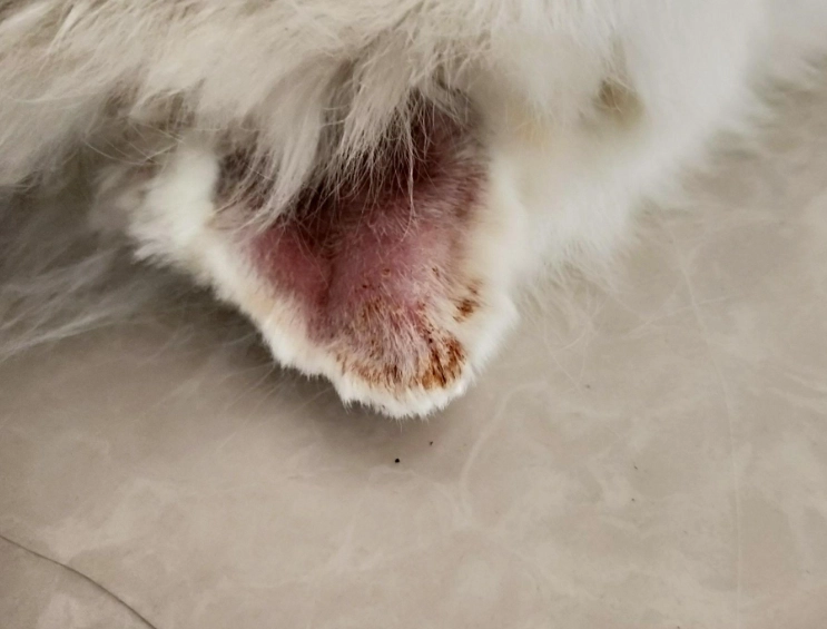 耳血腫手術費用 耳血腫手術費用