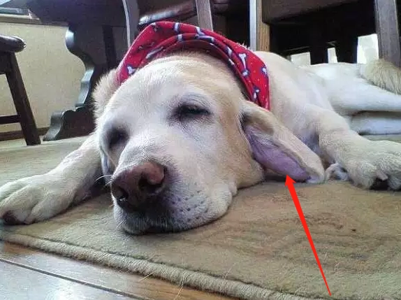 狗狗耳朵腫起來 狗狗耳朵腫起來