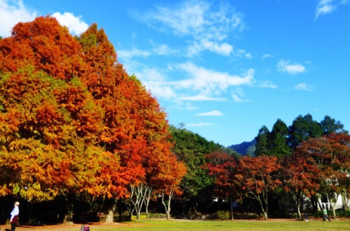 清境農場青青草原