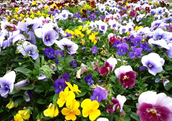 三色堇花語 三色堇花語