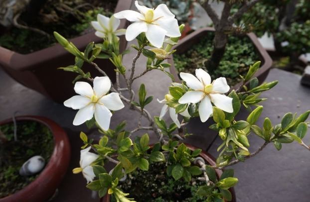 梔子花花語 梔子花花語