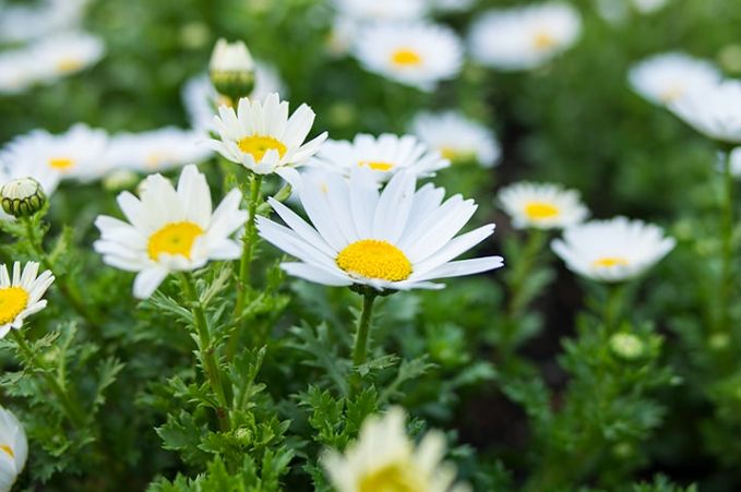 雛菊花語 雛菊花語