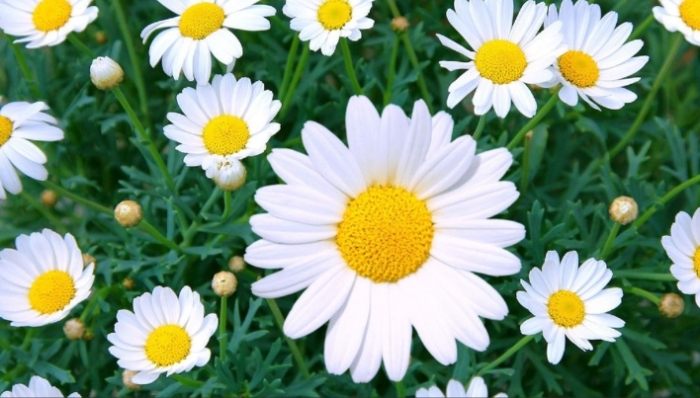 雛菊花語 雛菊花語