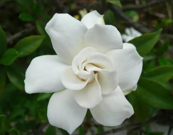 梔子花花語 梔子花花語