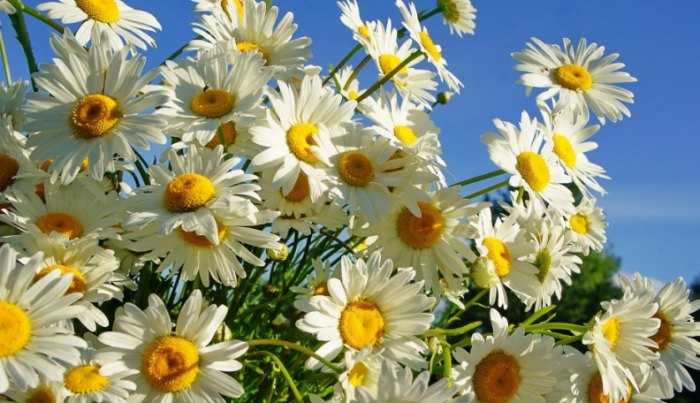 雛菊花語 雛菊花語