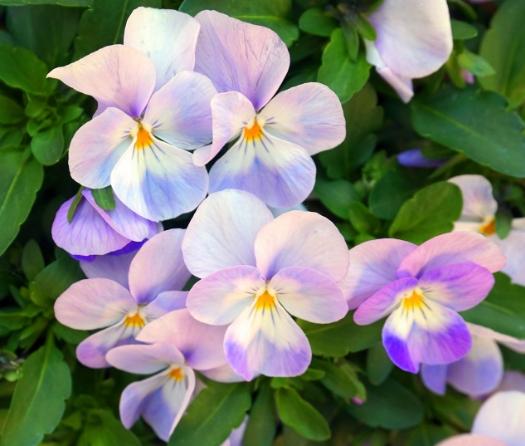 三色堇花語 三色堇花語