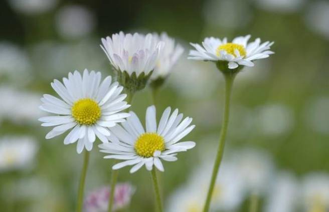 雛菊花語 雛菊花語