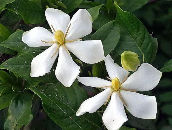 梔子花花語 梔子花花語