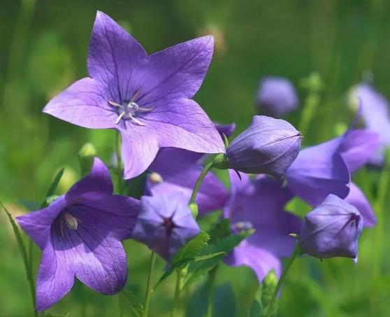 桔梗花語 桔梗花語
