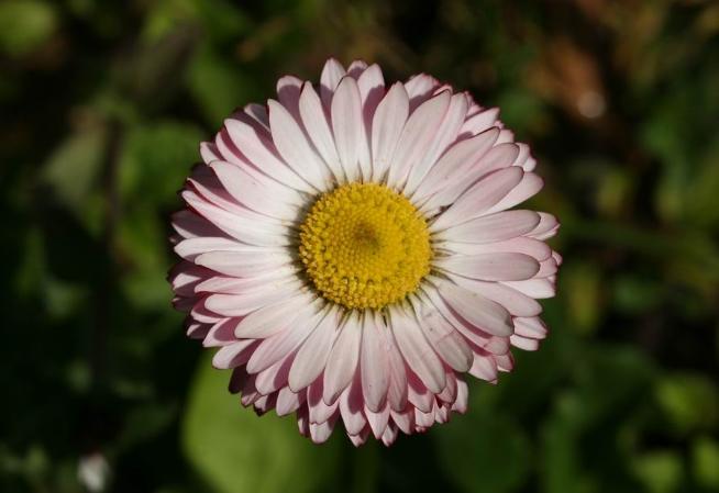 雛菊花語 雛菊花語