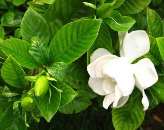 梔子花花語 梔子花花語