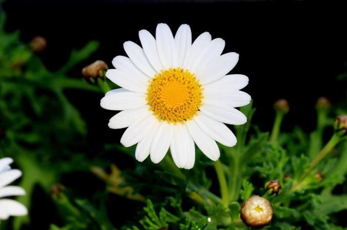 雛菊花語 雛菊花語