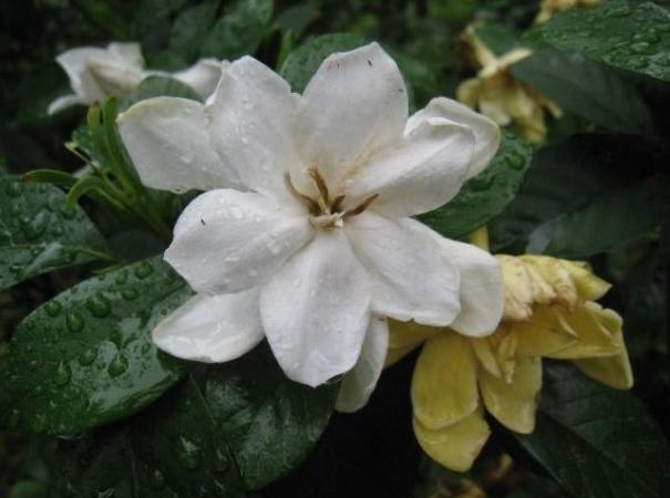 梔子花花語 梔子花花語