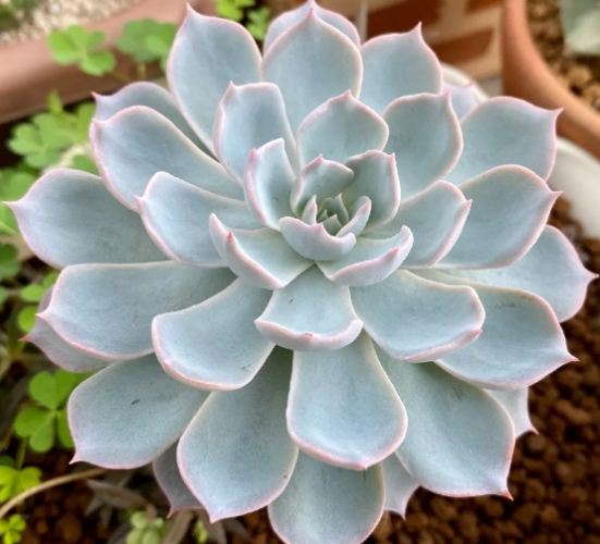 石蓮花功效 石蓮花功效