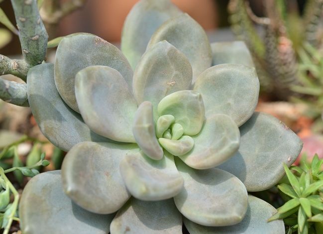 石蓮花功效 石蓮花功效