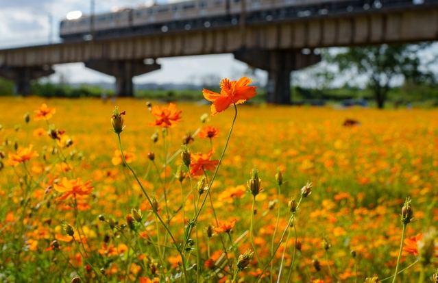 大樹舊鐵橋 大樹舊鐵橋