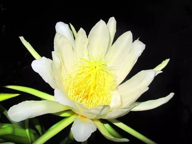 霸王花功效 霸王花功效