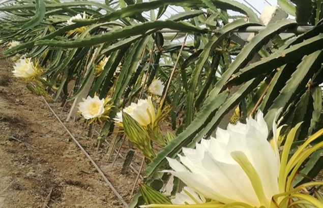 霸王花功效 霸王花功效