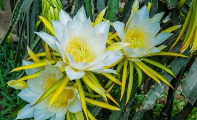 霸王花功效 霸王花功效