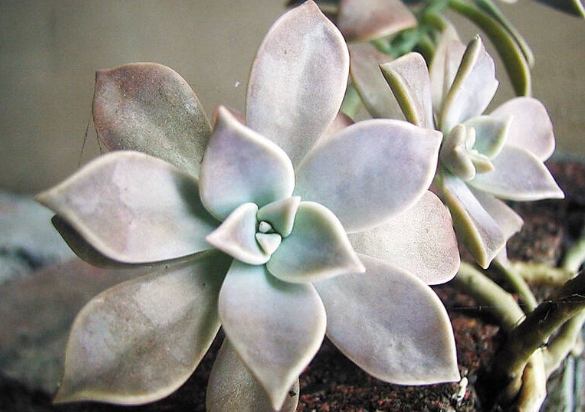 石蓮花功效 石蓮花功效